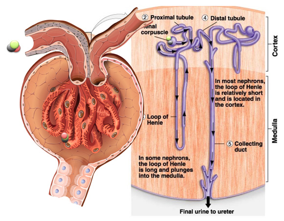 腎臓の場所や形、機能などのイメージ画像