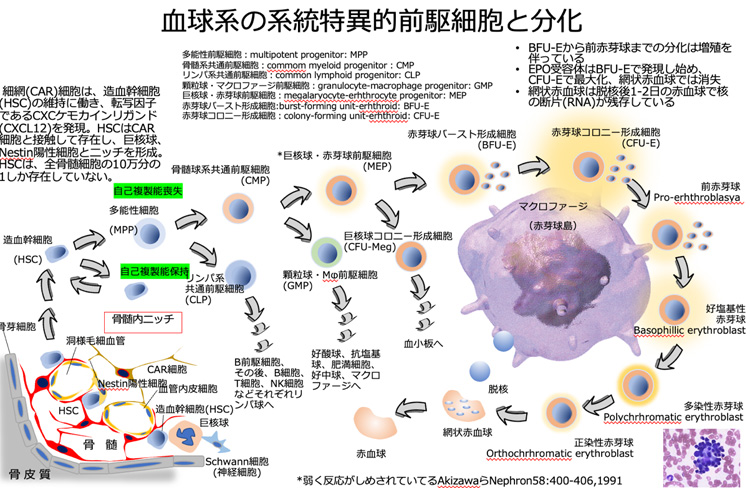 血球系の系統特異的前駆細胞と分化