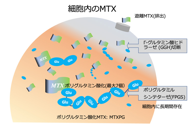細胞内のMTX